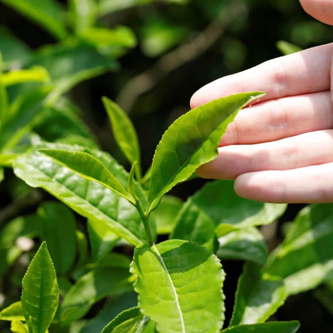 【永田茶園×QuantoBasta】　オーガニックほうじ茶パウダー